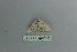  (Scopula ansulata - BC ZSM Lep 80138)  @12 [ ] CreativeCommons - Attribution Non-Commercial Share-Alike (2013) Axel Hausmann/Bavarian State Collection of Zoology (ZSM) SNSB, Zoologische Staatssammlung Muenchen