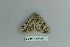  ( - BC ZSM Lep 80150)  @11 [ ] CreativeCommons - Attribution Non-Commercial Share-Alike (2013) Axel Hausmann/Bavarian State Collection of Zoology (ZSM) SNSB, Zoologische Staatssammlung Muenchen