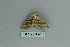  (Lithostege staudingeri - BC ZSM Lep 80177)  @12 [ ] CreativeCommons - Attribution Non-Commercial Share-Alike (2013) Axel Hausmann/Bavarian State Collection of Zoology (ZSM) SNSB, Zoologische Staatssammlung Muenchen