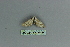  ( - BC ZSM Lep 80185)  @12 [ ] CreativeCommons - Attribution Non-Commercial Share-Alike (2013) Axel Hausmann/Bavarian State Collection of Zoology (ZSM) SNSB, Zoologische Staatssammlung Muenchen