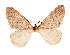  ( - BC GL Lep 0003)  @11 [ ] Copyright (2010) Unspecified Research Collection of Gyula M. Laszlo
