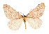  ( - BC GL Lep 0004)  @11 [ ] Copyright (2010) Unspecified Research Collection of Gyula M. Laszlo