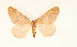  ( - BC GL Lep 0006)  @11 [ ] Copyright (2010) Unspecified Research Collection of Gyula M. Laszlo