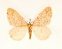  ( - BC GL Lep 0009)  @11 [ ] Copyright (2010) Unspecified Research Collection of Gyula M. Laszlo