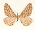  (Agriopis bajariaGL01 - BC GL Lep 0027)  @11 [ ] Copyright (2010) Unspecified Research Collection of Gyula M. Laszlo