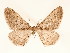  ( - BC GL Lep 0029)  @11 [ ] Copyright (2010) Unspecified Research Collection of Gyula M. Laszlo