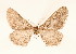 ( - BC GL Lep 0030)  @11 [ ] Copyright (2010) Unspecified Research Collection of Gyula M. Laszlo