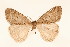  (Agriopis beschkovi - BC GL Lep 0051)  @11 [ ] Copyright (2010) Unspecified Research Collection of Gyula M. Laszlo