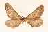  ( - BC GL Lep 0054)  @11 [ ] Copyright (2010) Unspecified Research Collection of Gyula M. Laszlo
