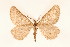  ( - BC GL Lep 0058)  @11 [ ] Copyright (2010) Unspecified Research Collection of Gyula M. Laszlo
