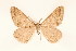  ( - BC GL Lep 0059)  @11 [ ] Copyright (2010) Unspecified Research Collection of Gyula M. Laszlo