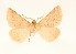  ( - BC GL Lep 0075)  @11 [ ] Copyright (2010) Unspecified Research Collection of Gyula M. Laszlo