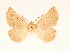  ( - BC GL Lep 0076)  @12 [ ] Copyright (2010) Unspecified Research Collection of Gyula M. Laszlo