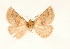  ( - BC GL Lep 0078)  @11 [ ] Copyright (2010) Unspecified Research Collection of Gyula M. Laszlo