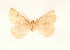  ( - BC GL Lep 0079)  @11 [ ] Copyright (2010) Unspecified Research Collection of Gyula M. Laszlo