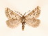  ( - BC GL Lep 0086)  @13 [ ] Copyright (2010) Unspecified Research Collection of Gyula M. Laszlo