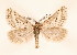  ( - BC GL Lep 0087)  @13 [ ] Copyright (2010) Unspecified Research Collection of Gyula M. Laszlo
