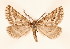  ( - BC GL Lep 0088)  @11 [ ] Copyright (2010) Unspecified Research Collection of Gyula M. Laszlo