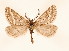  ( - BC GL Lep 0089)  @11 [ ] Copyright (2010) Unspecified Research Collection of Gyula M. Laszlo