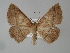  ( - BC ZSM Lep 04421)  @13 [ ] CreativeCommons - Attribution Non-Commercial Share-Alike (2010) Unspecified SNSB, Zoologische Staatssammlung Muenchen