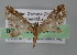  ( - BC ZSM Lep 04430)  @12 [ ] CreativeCommons - Attribution Non-Commercial Share-Alike (2010) Unspecified SNSB, Zoologische Staatssammlung Muenchen