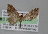  ( - BC ZSM Lep 04433)  @13 [ ] CreativeCommons - Attribution Non-Commercial Share-Alike (2010) Unspecified SNSB, Zoologische Staatssammlung Muenchen