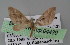  ( - BC ZSM Lep 04439)  @12 [ ] CreativeCommons - Attribution Non-Commercial Share-Alike (2010) Unspecified SNSB, Zoologische Staatssammlung Muenchen
