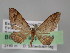 ( - BC ZSM Lep 04444)  @13 [ ] CreativeCommons - Attribution Non-Commercial Share-Alike (2010) Unspecified SNSB, Zoologische Staatssammlung Muenchen