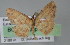  ( - BC ZSM Lep 04457)  @12 [ ] CreativeCommons - Attribution Non-Commercial Share-Alike (2010) Unspecified SNSB, Zoologische Staatssammlung Muenchen