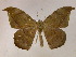  (Oxydia AH12Br - BC ZSM Lep 05832)  @14 [ ] CreativeCommons - Attribution Non-Commercial Share-Alike (2010) Unspecified SNSB, Zoologische Staatssammlung Muenchen