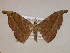  ( - BC ZSM Lep 05837)  @14 [ ] CreativeCommons - Attribution Non-Commercial Share-Alike (2010) Unspecified SNSB, Zoologische Staatssammlung Muenchen