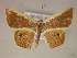  (Opisthoxia columbaria - BC ZSM Lep 05839)  @13 [ ] CreativeCommons - Attribution Non-Commercial Share-Alike (2010) Unspecified SNSB, Zoologische Staatssammlung Muenchen