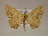  ( - BC ZSM Lep 05840)  @14 [ ] CreativeCommons - Attribution Non-Commercial Share-Alike (2010) Unspecified SNSB, Zoologische Staatssammlung Muenchen