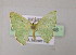 (Nemoria AM01Br - BC ZSM Lep 05848)  @14 [ ] CreativeCommons - Attribution Non-Commercial Share-Alike (2010) Unspecified SNSB, Zoologische Staatssammlung Muenchen