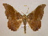  ( - BC ZSM Lep 05851)  @14 [ ] CreativeCommons - Attribution Non-Commercial Share-Alike (2010) Unspecified SNSB, Zoologische Staatssammlung Muenchen