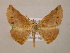  ( - BC ZSM Lep 05853)  @13 [ ] CreativeCommons - Attribution Non-Commercial Share-Alike (2010) Unspecified SNSB, Zoologische Staatssammlung Muenchen