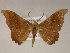  ( - BC ZSM Lep 05856)  @14 [ ] CreativeCommons - Attribution Non-Commercial Share-Alike (2010) Unspecified SNSB, Zoologische Staatssammlung Muenchen