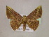  ( - BC ZSM Lep 05882)  @13 [ ] CreativeCommons - Attribution Non-Commercial Share-Alike (2010) Unspecified SNSB, Zoologische Staatssammlung Muenchen