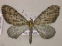  (Graphidipus AM01Br - BC ZSM Lep 05883)  @14 [ ] CreativeCommons - Attribution Non-Commercial Share-Alike (2010) Unspecified SNSB, Zoologische Staatssammlung Muenchen
