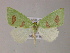  ( - BC ZSM Lep 05885)  @14 [ ] CreativeCommons - Attribution Non-Commercial Share-Alike (2010) Unspecified SNSB, Zoologische Staatssammlung Muenchen