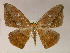  (Oxydia AH02Br - BC ZSM Lep 05897)  @14 [ ] CreativeCommons - Attribution Non-Commercial Share-Alike (2010) Unspecified SNSB, Zoologische Staatssammlung Muenchen