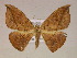  ( - BC ZSM Lep 05913)  @14 [ ] CreativeCommons - Attribution Non-Commercial Share-Alike (2010) Unspecified SNSB, Zoologische Staatssammlung Muenchen