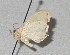  ( - BC ZSM Lep 08389)  @12 [ ] CreativeCommons - Attribution Non-Commercial Share-Alike (2010) Unspecified SNSB, Zoologische Staatssammlung Muenchen