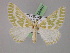  (Thetidia crucigerata - BC ZSM Lep 08497)  @14 [ ] CreativeCommons - Attribution Non-Commercial Share-Alike (2010) Unspecified SNSB, Zoologische Staatssammlung Muenchen