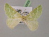  (Thetidia persicaAH01Ir - BC ZSM Lep 08503)  @13 [ ] CreativeCommons - Attribution Non-Commercial Share-Alike (2010) Unspecified SNSB, Zoologische Staatssammlung Muenchen