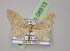  (Idaea proclivataAH01Ir - BC ZSM Lep 08513)  @13 [ ] CreativeCommons - Attribution Non-Commercial Share-Alike (2010) Unspecified SNSB, Zoologische Staatssammlung Muenchen