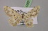  (Idaea transcaspica - BC ZSM Lep 08521)  @11 [ ] CreativeCommons - Attribution Non-Commercial Share-Alike (2010) Unspecified SNSB, Zoologische Staatssammlung Muenchen