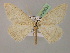  ( - BC ZSM Lep 08531)  @13 [ ] CreativeCommons - Attribution Non-Commercial Share-Alike (2010) Unspecified SNSB, Zoologische Staatssammlung Muenchen