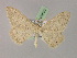  ( - BC ZSM Lep 08532)  @13 [ ] CreativeCommons - Attribution Non-Commercial Share-Alike (2010) Unspecified SNSB, Zoologische Staatssammlung Muenchen