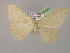  ( - BC ZSM Lep 08533)  @13 [ ] CreativeCommons - Attribution Non-Commercial Share-Alike (2010) Unspecified SNSB, Zoologische Staatssammlung Muenchen